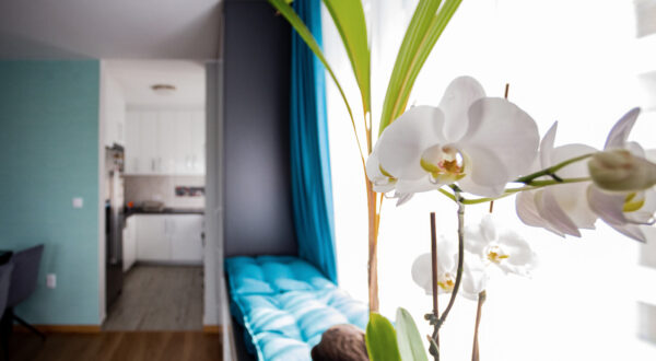 White orchid in bright space apartment with window seat.